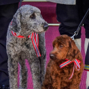 Hundene Molly Fiskebolle (t.h.) og Milly Kakao deltar også. Foto: Lise Åserud / NTB 